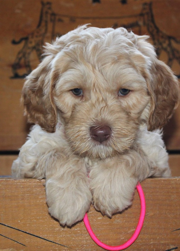 small labradoodle for sale