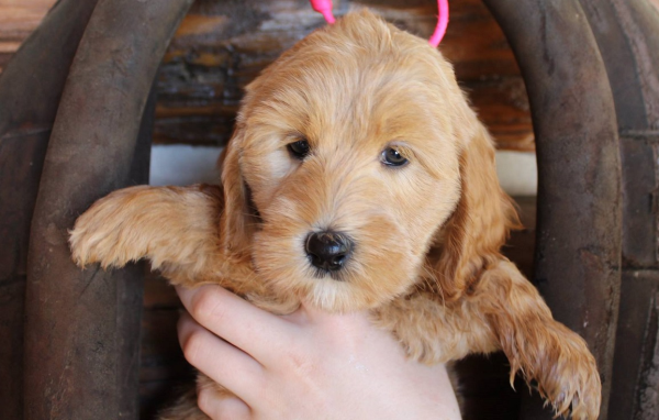large labradoodle puppies for sale