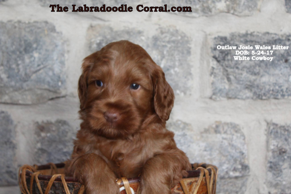 f1 mini labradoodle puppies for sale