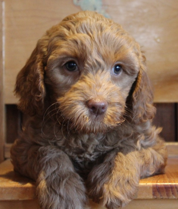 cheap labradoodle puppies