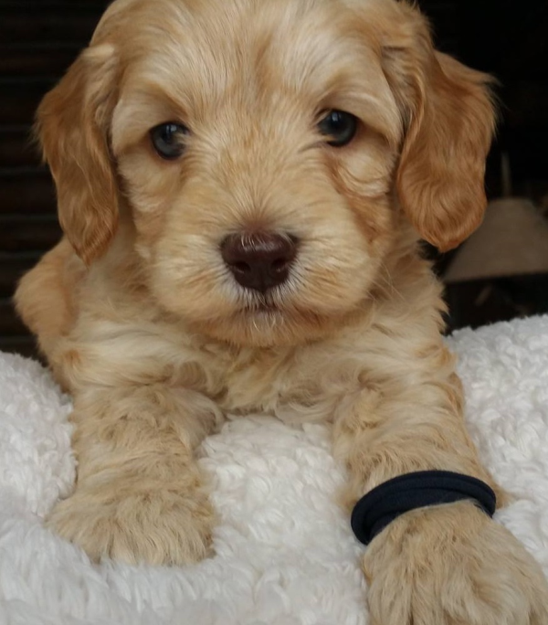 f1 mini labradoodle puppies for sale