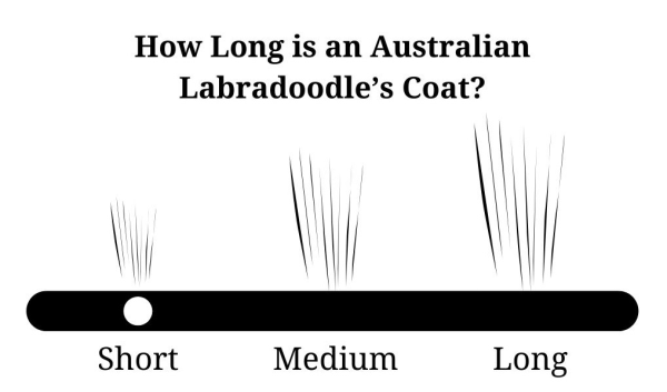 What Is an Australian Labradoodle’s Coat Type?