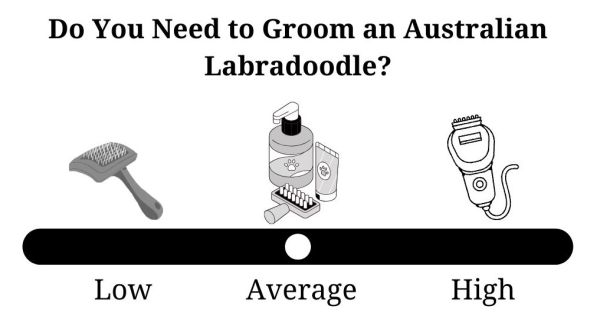 Do You Need to Groom an Australian Labradoodle?