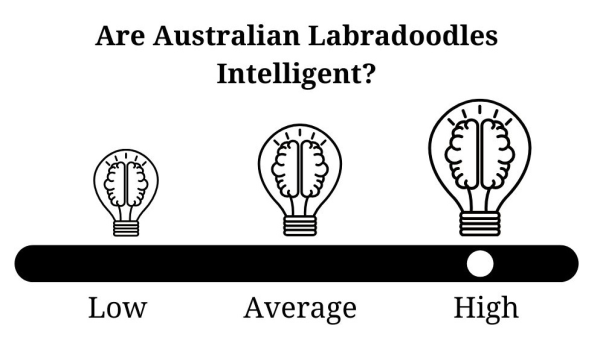 Are Australian Labradoodles Intelligent?