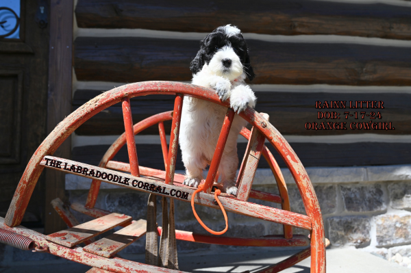 Wheaton, IL Labradoodle Puppy Breeder