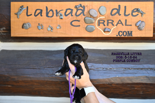 Mount Prospect, IL Labradoodle Puppy Breeder