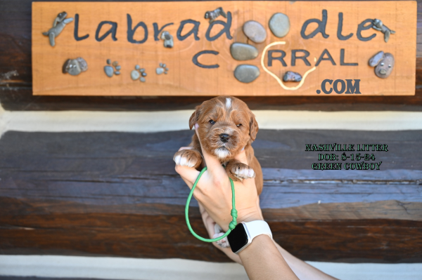 Bloomington, MN Labradoodle Puppy Breeder