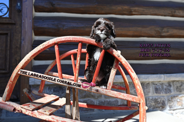 Oak Park, IL Labradoodle Puppy Breeder