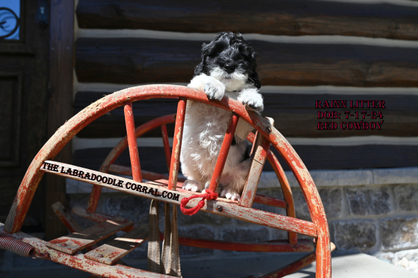 Evanston, IL Labradoodle Puppy Breeder