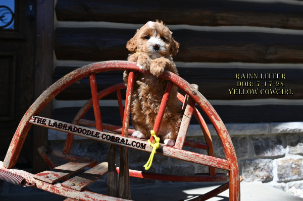 Orland Park, IL Labradoodle Puppy Breeder