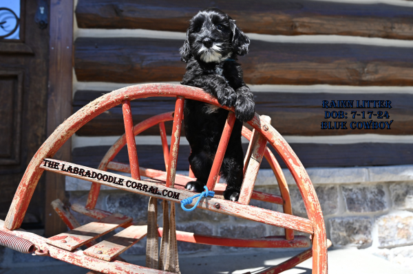 Janesville, WI Labradoodle Puppy Breeder