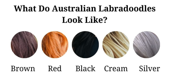 What Do Australian Labradoodles Look Like?