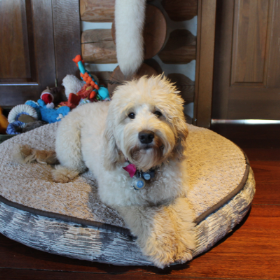 Labradoodle Corral's Madem Belle | The Labradoodle Corral Wisconsin