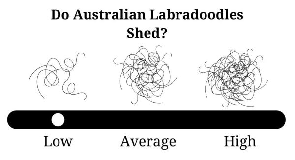 Do Australian Labradoodles Shed?