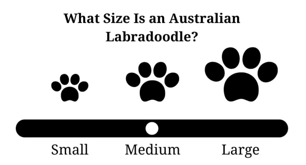 What Size Is an Australian Labradoodle?