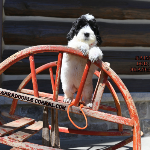 Oak Lawn, IL Labradoodle Puppy Breeder