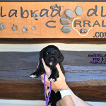 Berwyn, IL Labradoodle Puppy Breeder