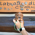 Bloomington, MN Labradoodle Puppy Breeder