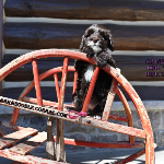 Elmhurst, IL Labradoodle Puppy Breeder