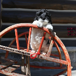 Evanston, IL Labradoodle Puppy Breeder