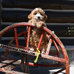 Hoffman Estates, IL Labradoodle Puppy Breeder