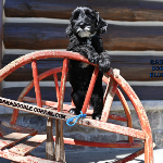 Janesville, WI Labradoodle Puppy Breeder